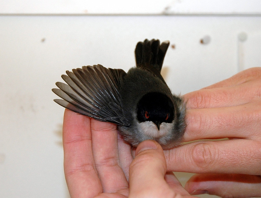 Sardinian Warbler, Sundre 20090512